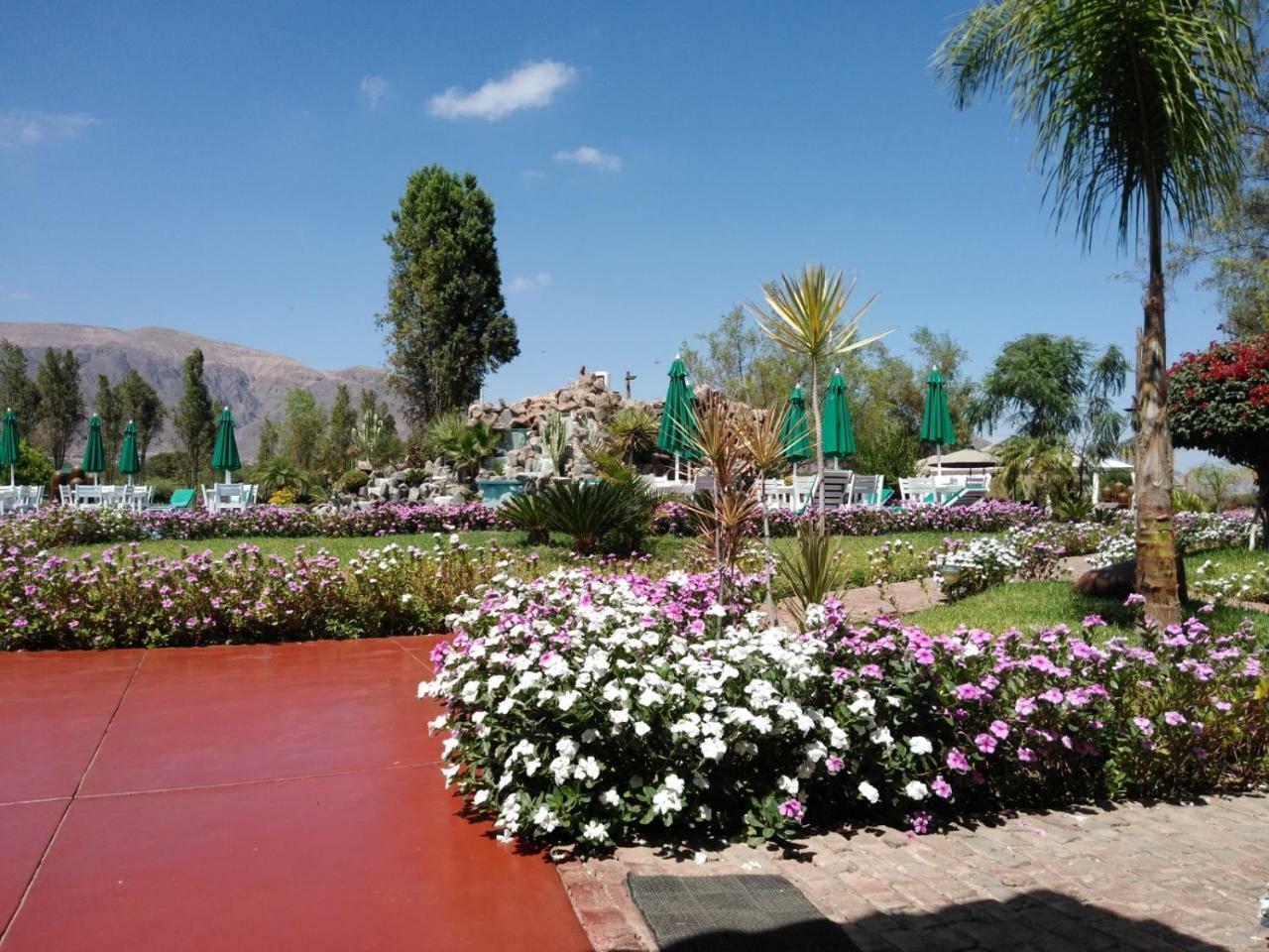 מלון נאסקה Casa Hacienda Nasca Oasis מראה חיצוני תמונה